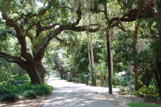 Quiet residential road shaded by large oak trees and dense greenery.